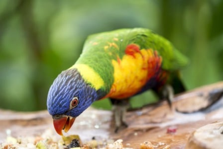 Les Oiseaux Clinique Vétérinaire Antibes Les Pins