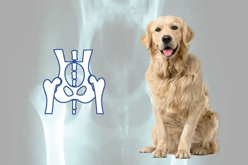 Arthrose chez le chien