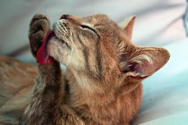 Chat qui se lèche