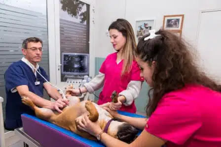Échographie Veterinaire à Antibes Juan-les-Pins 