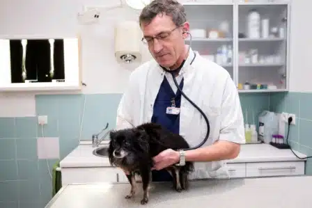 Veterinaire Antibes Consultation