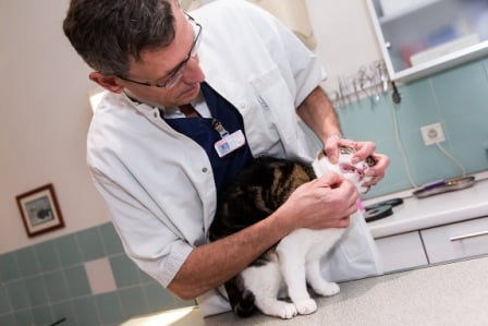 Dr renaud examine les dents d'un chat