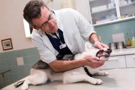 Veterinaire Antibes examen des dents
