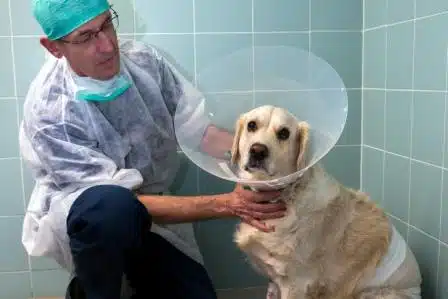 Veterinaire Antibes  Hospitalisation Veterinaire à Antibes Juan-les-Pins 