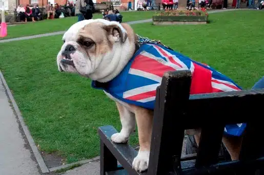 Bouledogue anglais