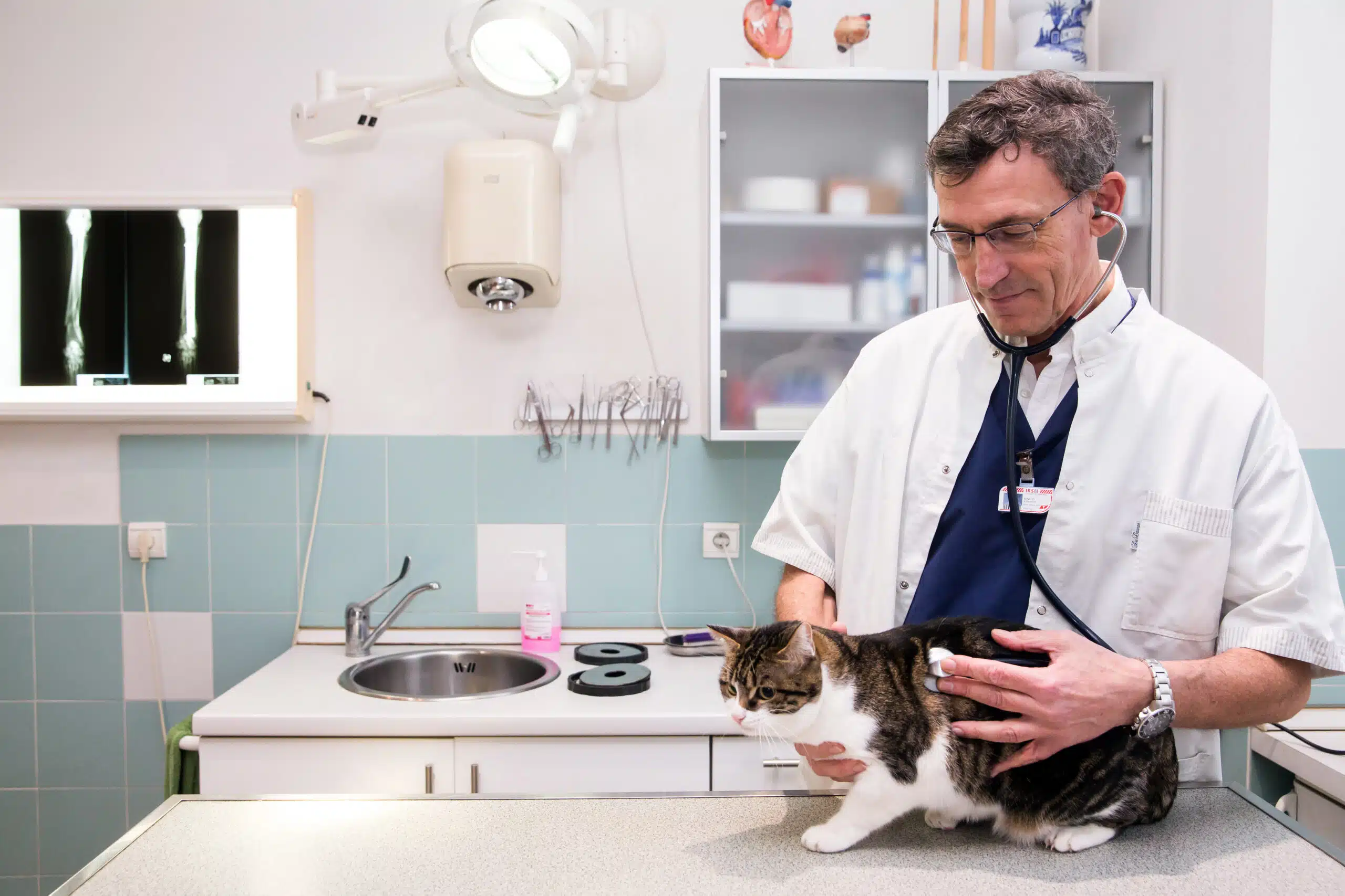 Consultation vétérinaire à Antibes Juan les Pin Dr Renaud