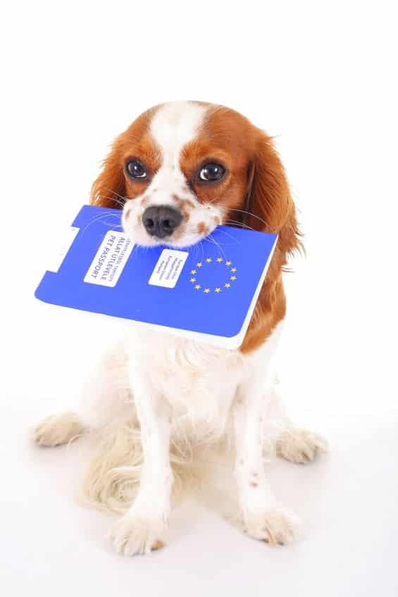 Passeport chien