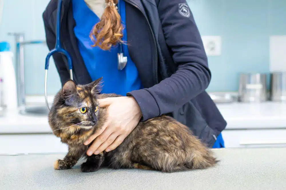 veterinaire antibes osteopathie