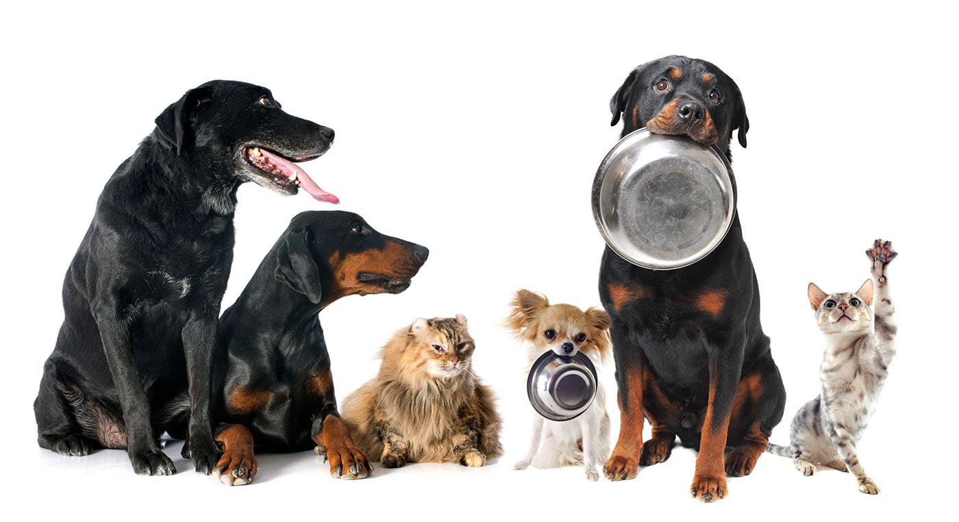 Alimentation chiens et chats