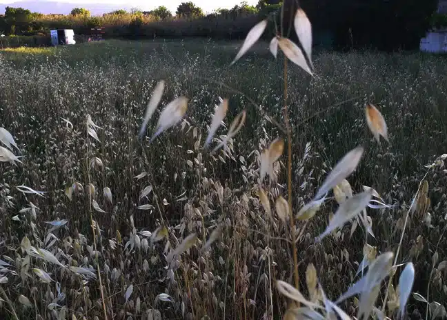 Epillets dans les Alpes Maritimes