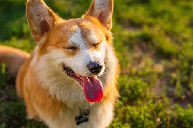 Chien qui halète