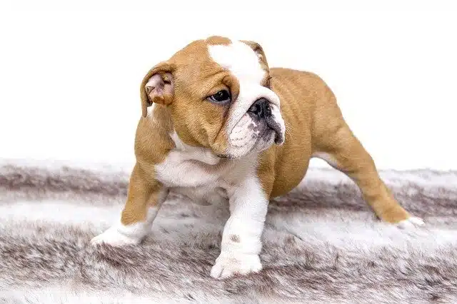 Chiot
