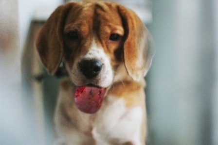 Langue de chien après contact avec une chenille