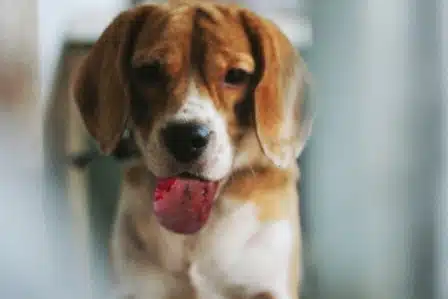 Langue de chien après contact avec une chenille