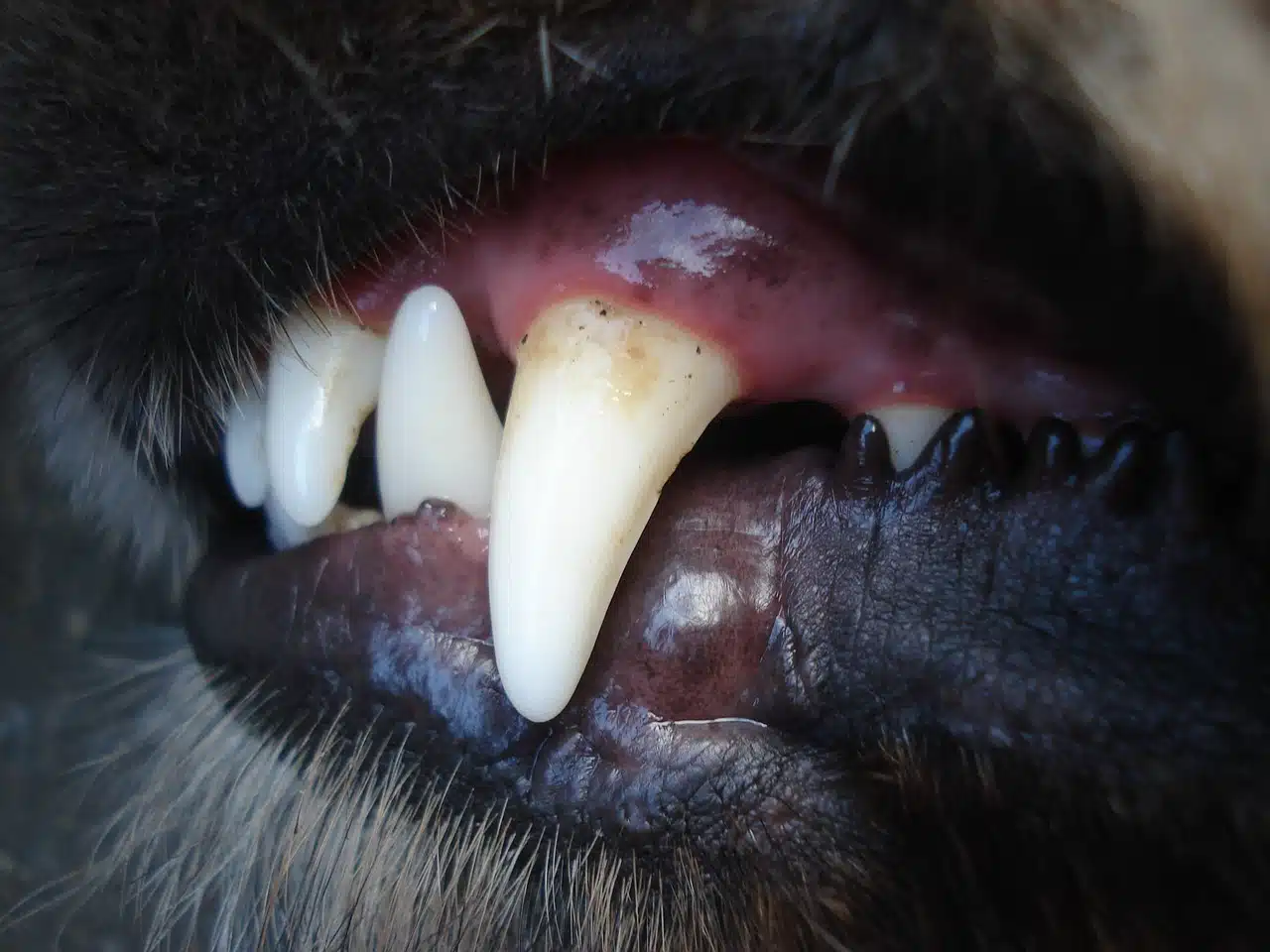 Dents de chien