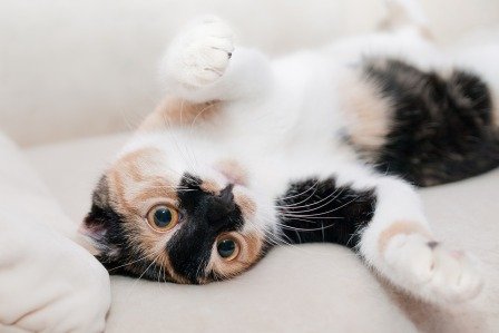 Chatte avec comportement de chaleurs