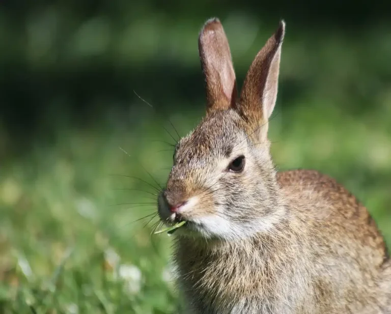 Lapin dans un pré